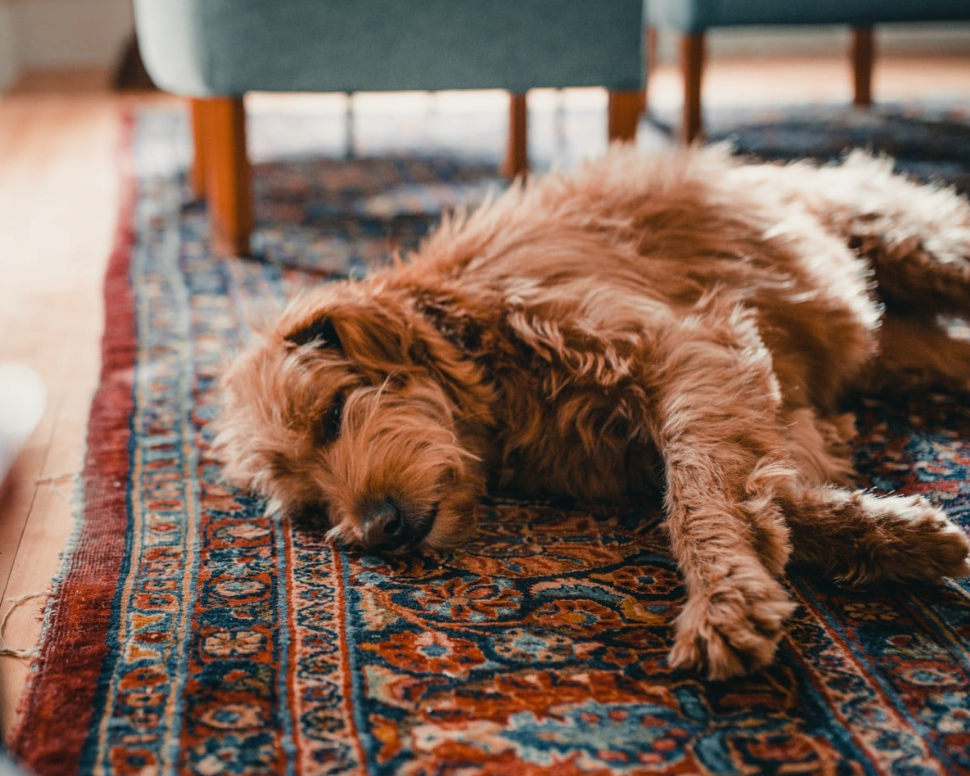 Modern & Stylish Pet-Friendly Washable Area Rug Ideas