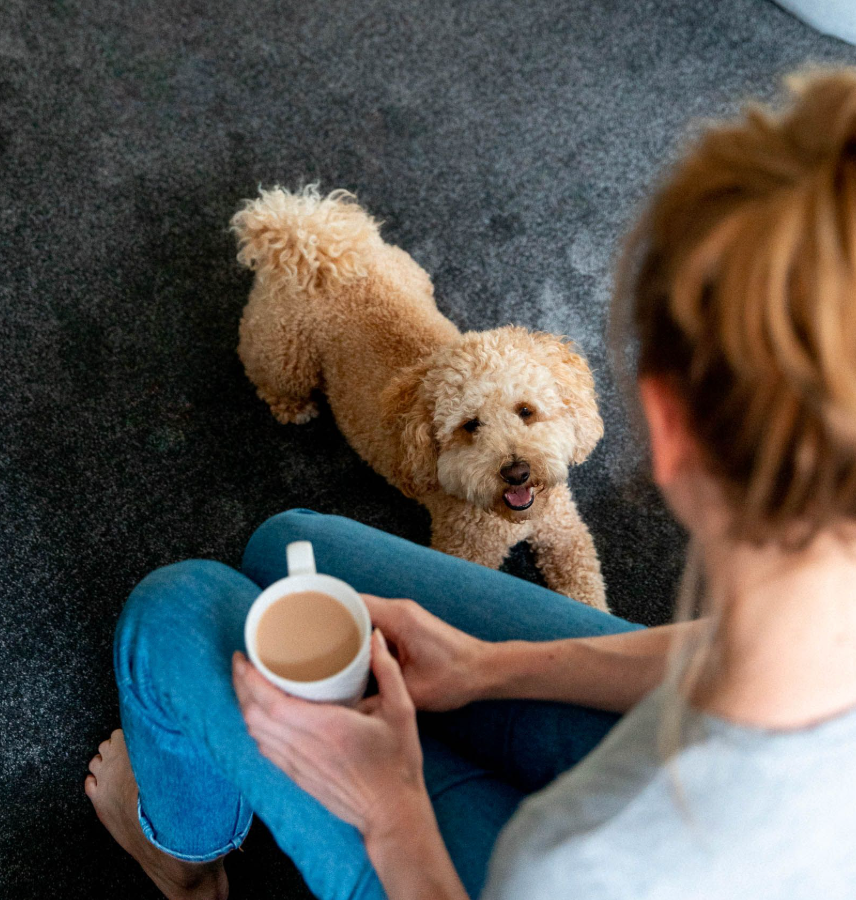 Choosing a Pet-Friendly Rug