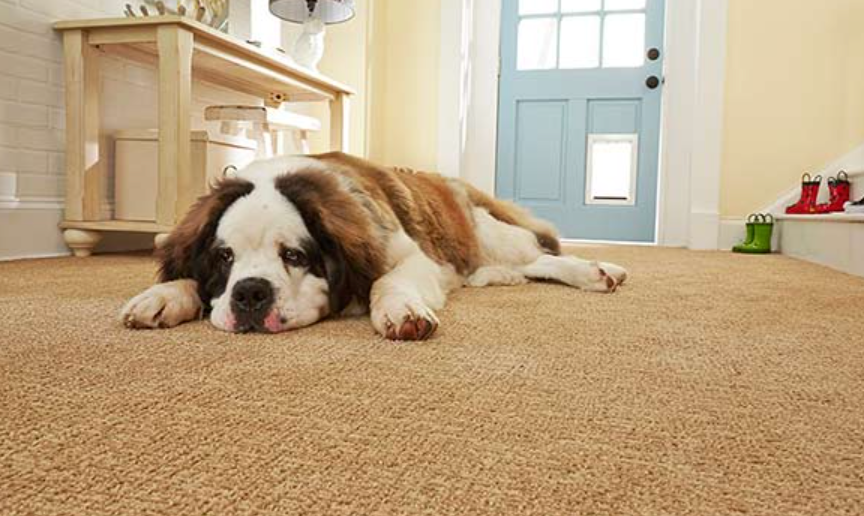 The Pet-Friendly Rug: What Is It? How to Make the Right Choice