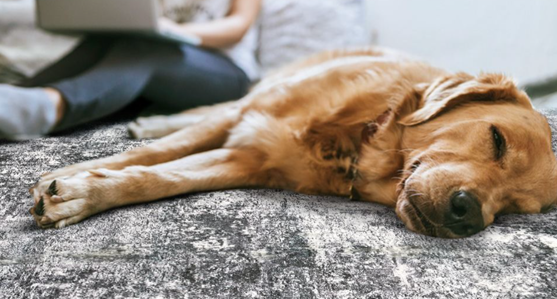 Carpet Flooring for Pet-Friendly Homes