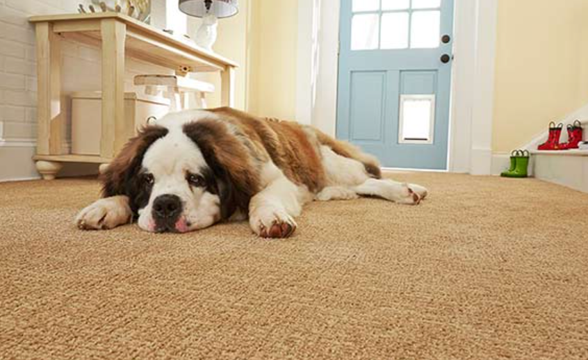 Pet-Friendly Carpet For Elegant And Productive Living