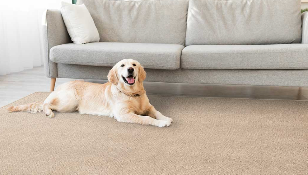 Pet Friendly Carpets And Rugs Tips for Pet Owners