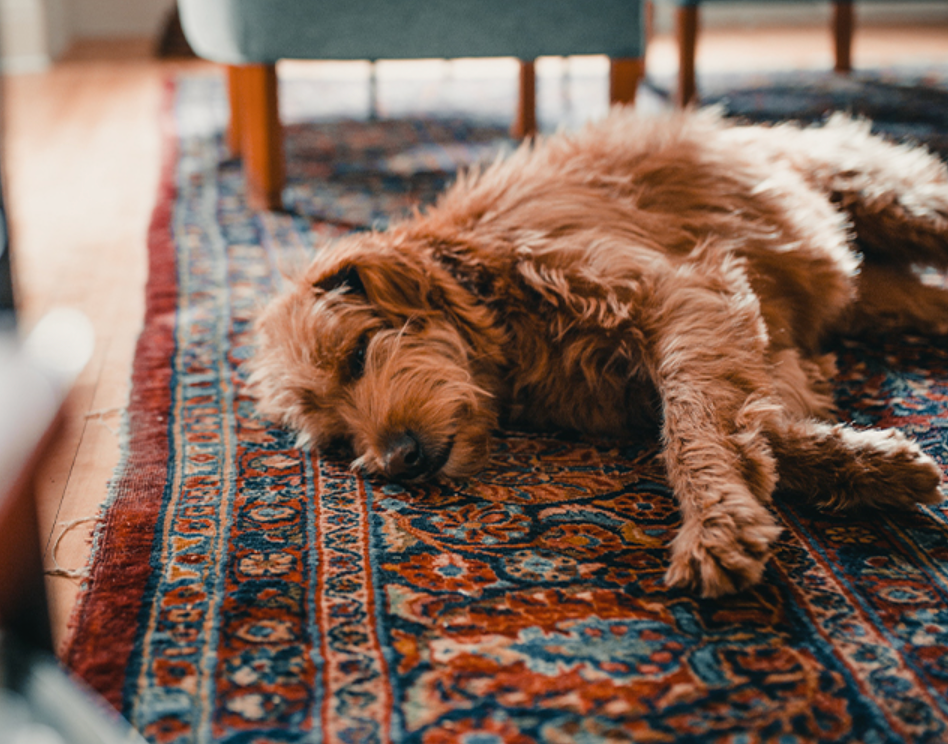 How to Choose a Rug That Actually Survives Pets