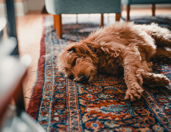 How to Choose The Right Pet Friendly Rugs?